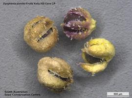   Fruits:   Dysphania pumilio ; Photo by South Australian Seed Conservation Centre, used with permission
